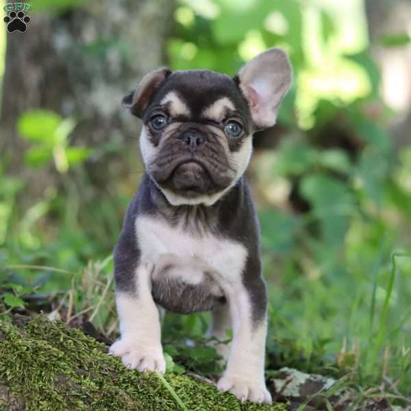 Lassie, French Bulldog Puppy